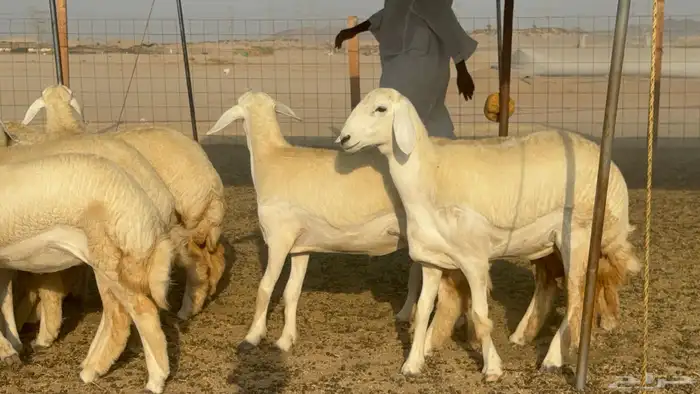 رخال حريات حرش مضاريع صنف عددها 41 15