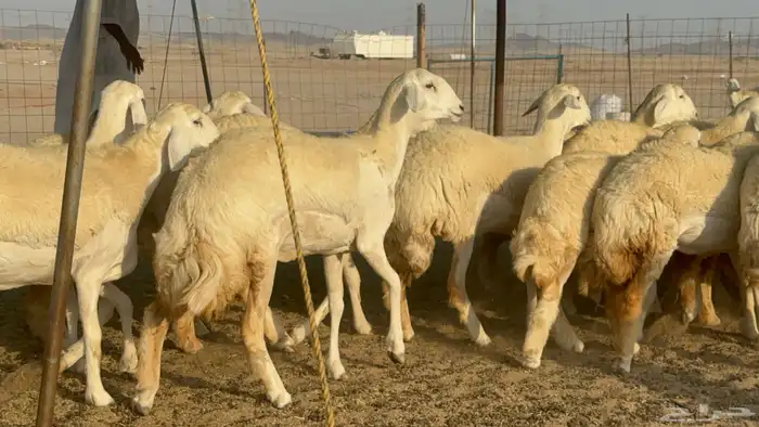 رخال حريات حرش مضاريع صنف عددها 41 17