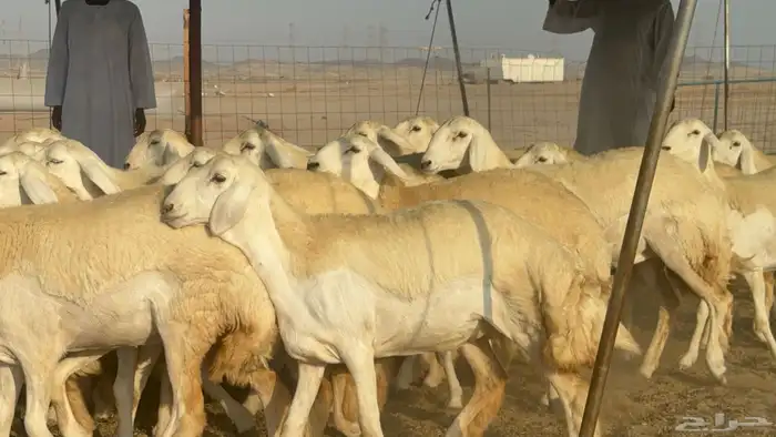 رخال حريات حرش مضاريع صنف عددها 41 26