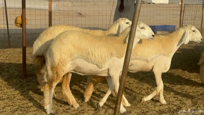 رخال حريات حرش مضاريع صنف عددها 41 29