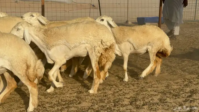 رخال حريات حرش مضاريع صنف عددها 41 23