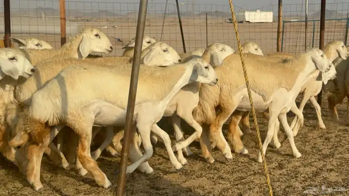 رخال حريات حرش مضاريع صنف عددها 41 14