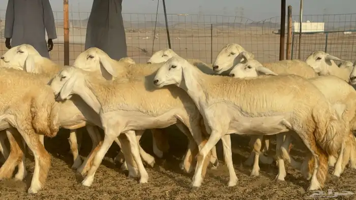 رخال حريات حرش مضاريع صنف عددها 41 7