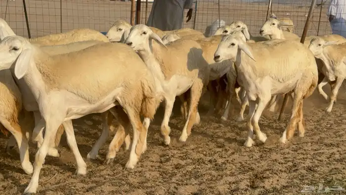 رخال حريات حرش مضاريع صنف عددها 41 22