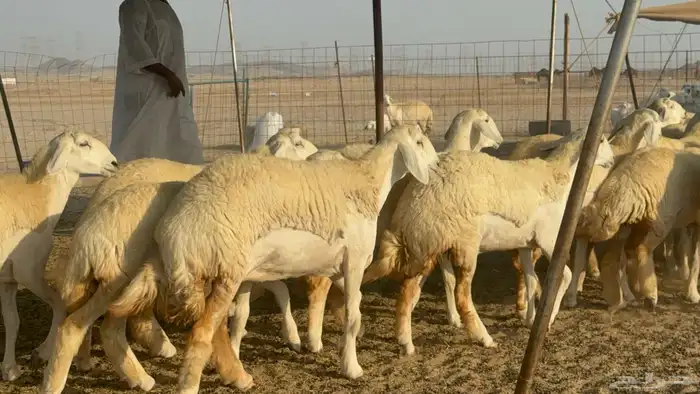 رخال حريات حرش مضاريع صنف عددها 41 9