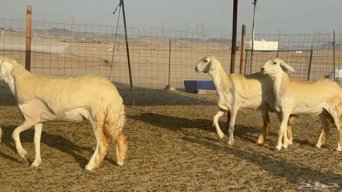 رخال حريات حرش مضاريع صنف عددها 41 27