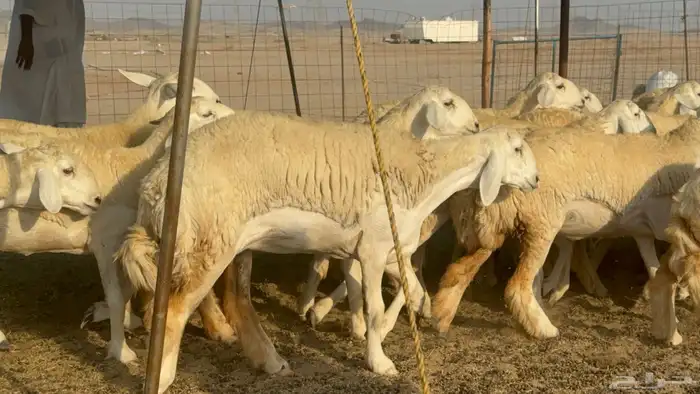 رخال حريات حرش مضاريع صنف عددها 41 13