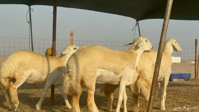 رخال حريات حرش مضاريع صنف عددها 41 4