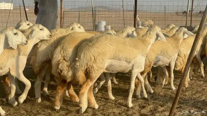 رخال حريات حرش مضاريع صنف عددها 41 24