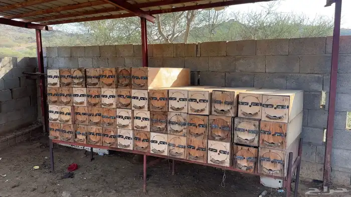 خلايا نحل فاضي 0