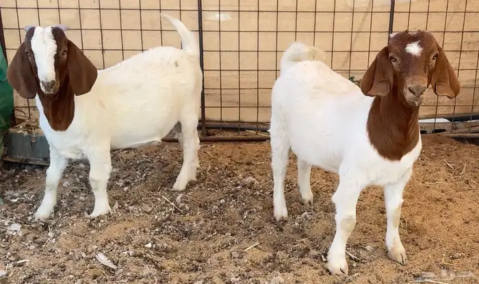 جفره وتيس بورقوت ( بيور اصل ) 2