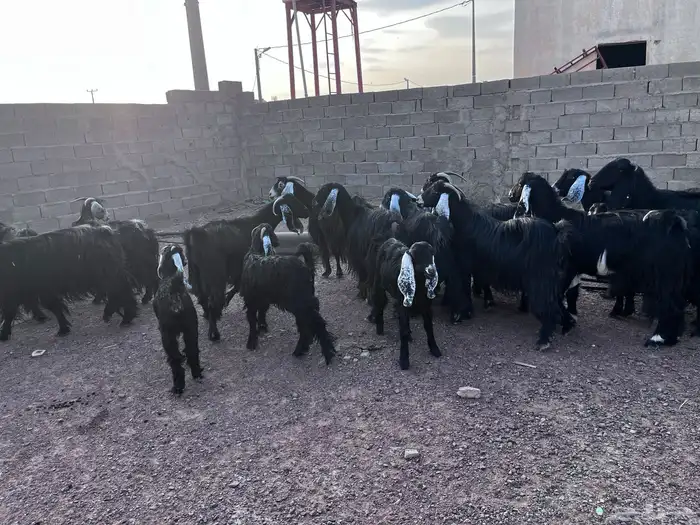 معزا عوارض طيبه 1