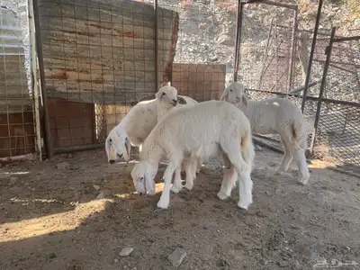 بهم تربية دواغير index