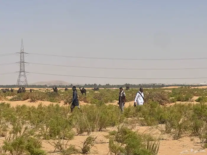 للبيع اعلاف تمور 3000 كيس 36