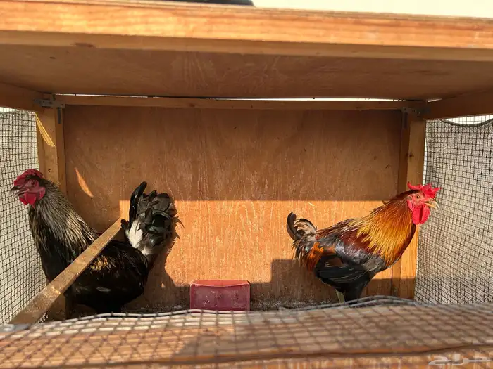 ديوك بلدي للإنتاج نادرة 0