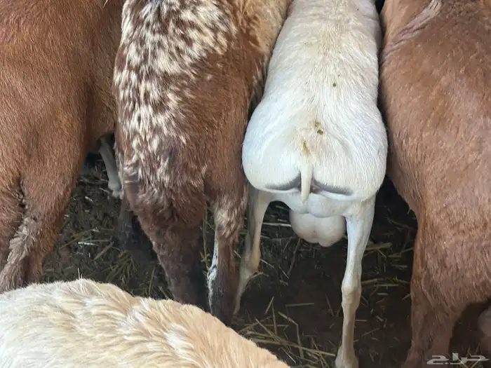 سواكن مرابي عمر 4 شهور 5