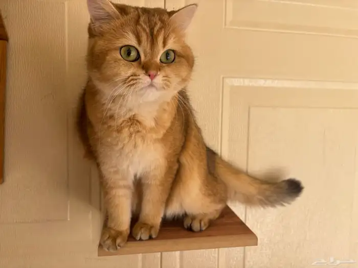 فندقة قطط بالرياض catshotelRiyadh 20 ريال لليوم 0