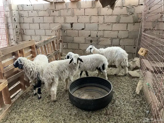 طليان طيبه 0