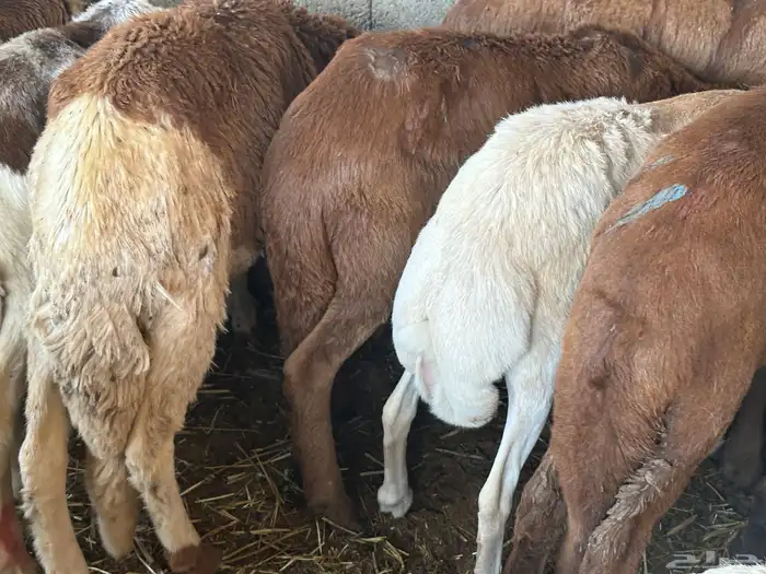 سواكن مرابي عمر 4 شهور 3