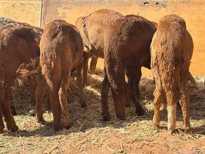 سواكن مرابي عمر 4 شهور 14