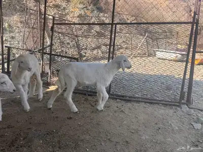 بهم تربية دواغير index