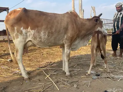 بقره فاخر index