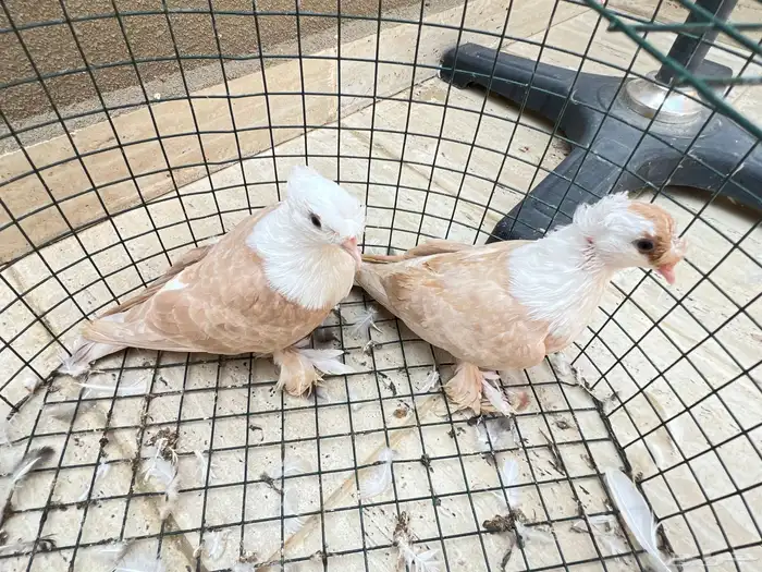 زوج لبناني (تم البيع) 5