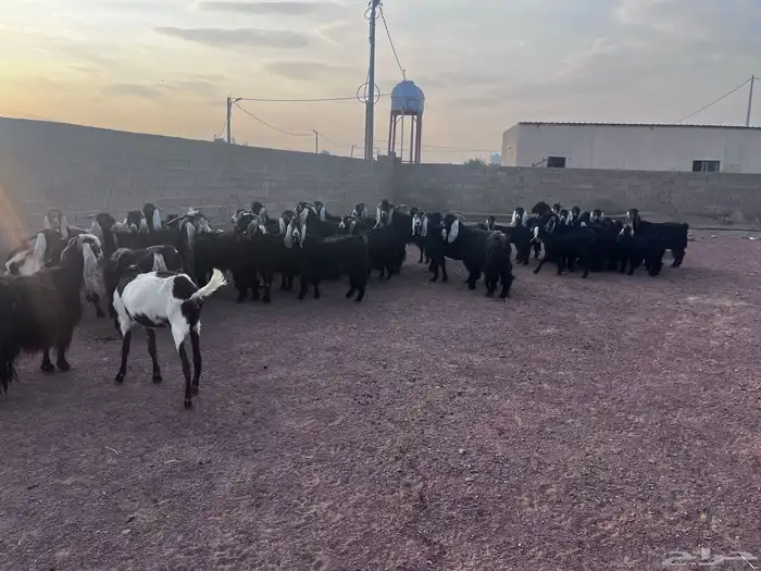 معزا عوارض طيبه 0