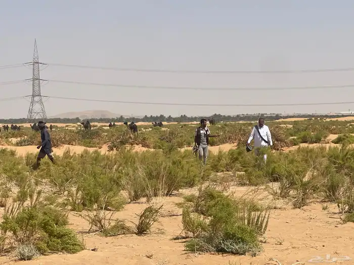 للبيع اعلاف تمور 3000 كيس 34