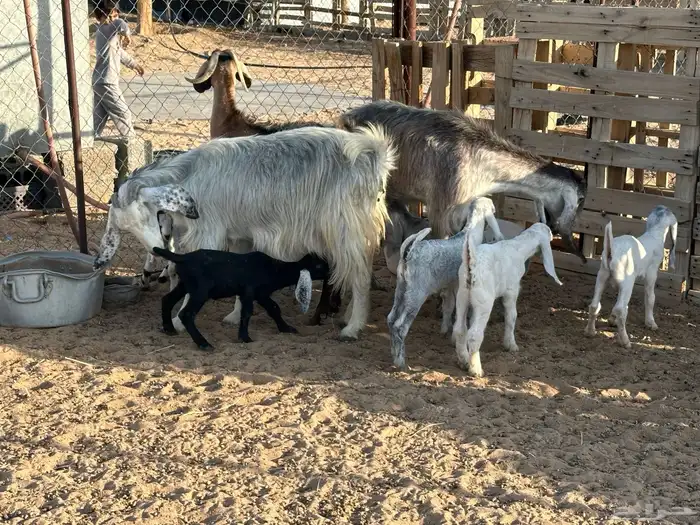 ثلاث معزاء مساوي طري عليها سته بهم 0