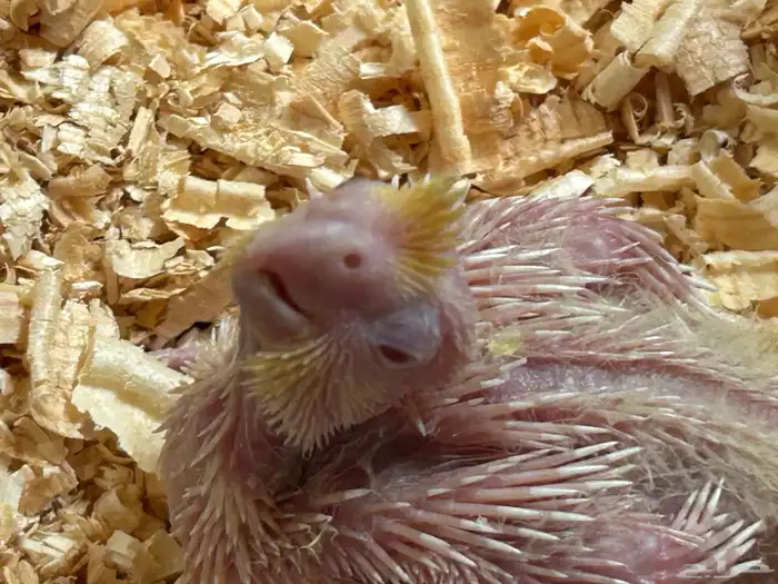 فرخ كروان غر 1