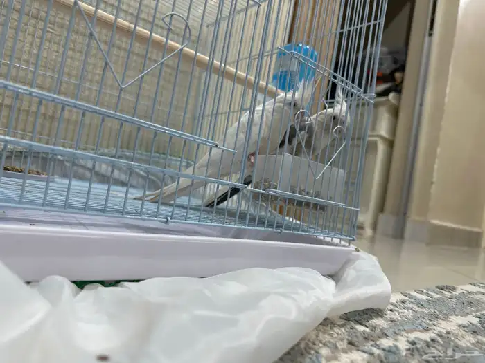 زوج كروان للبيع البينو تحتهم(4بيضات 3