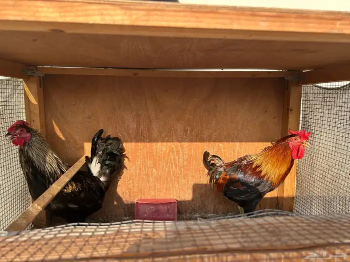 ديوك بلدي للإنتاج نادرة 1