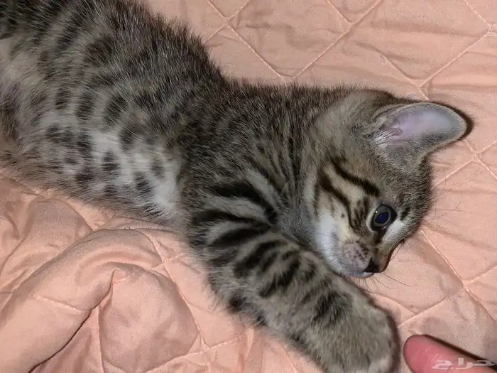 قط صغير للبيع السعر قابل للتفاوض شامل اغراضه 3