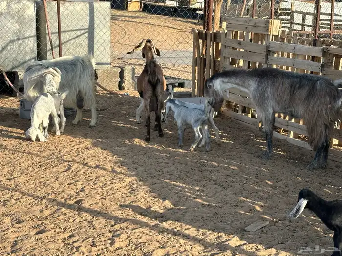 ثلاث معزاء مساوي طري عليها سته بهم 2