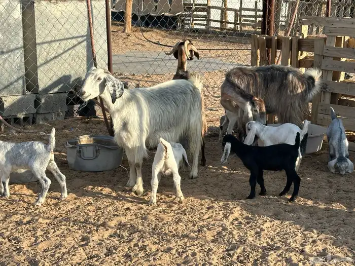 ثلاث معزاء مساوي طري عليها سته بهم 4