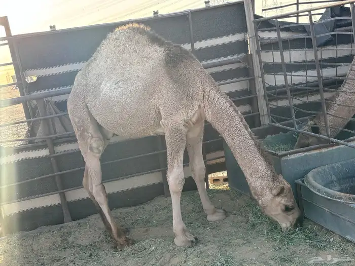 حشو طيبات للبيع 3