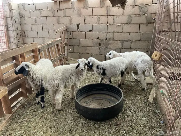 طليان طيبه 1