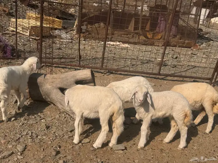 بهم تربية دواغير 11