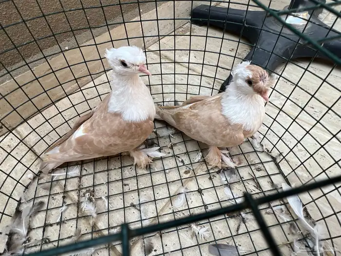 زوج لبناني (تم البيع) 0