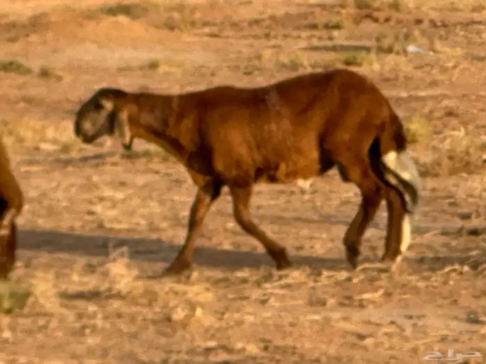 سواكن مرابي عمر 4 شهور 8