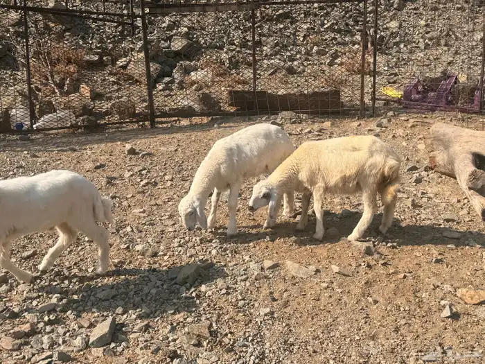 بهم تربية دواغير 9