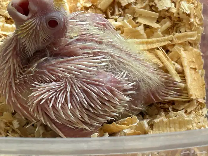 فرخ كروان غر 0