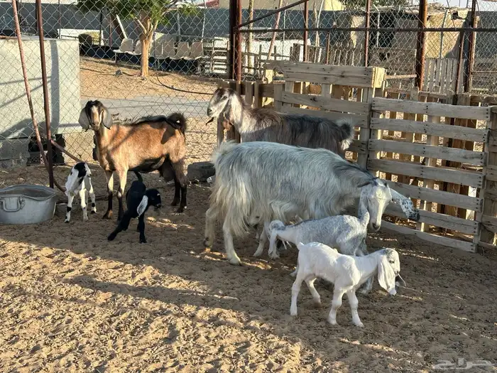 ثلاث معزاء مساوي طري عليها سته بهم 1