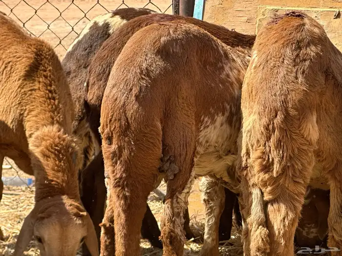 سواكن مرابي عمر 4 شهور 17