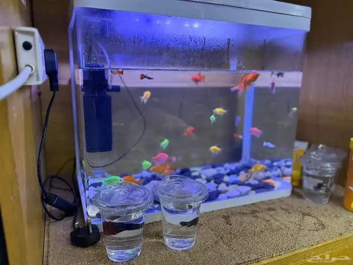 حوض سمك مع سمك 0