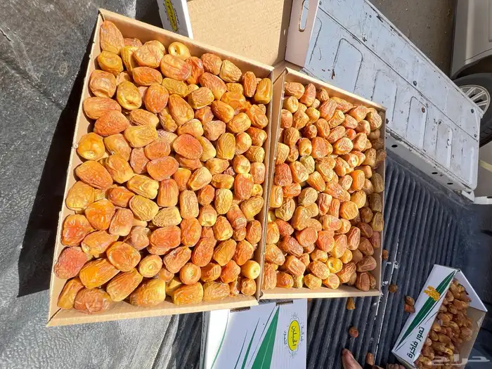 تمر سكري فاخر 6