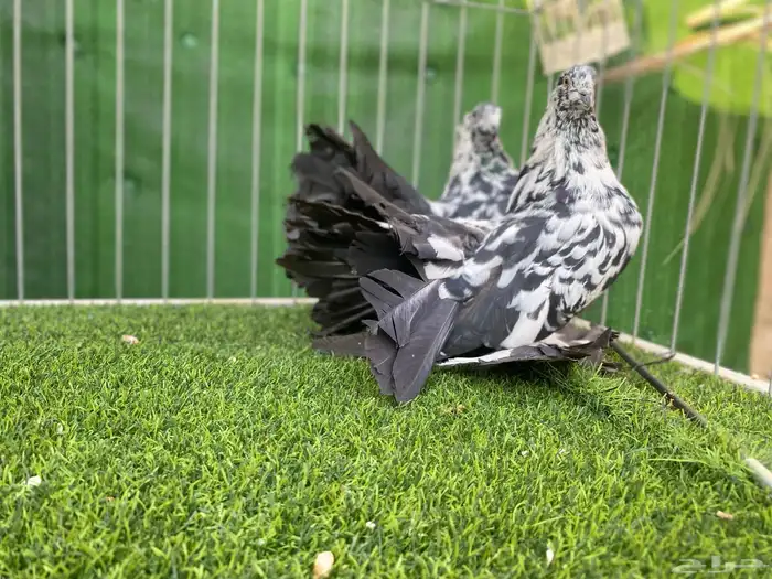 رقاص هندي TOP 2 0