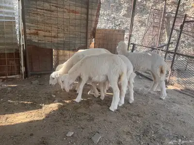 بهم تربية دواغير index