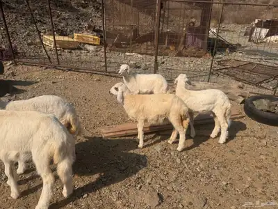 بهم تربية دواغير index